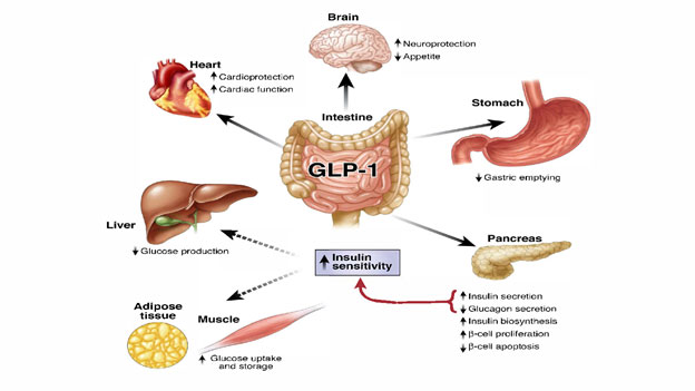 GLP-1 Metabolism